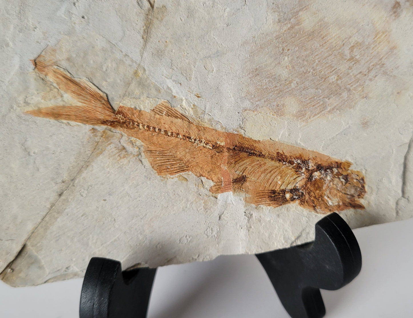 3.38" Lycoptera Davidi Fossil Fish