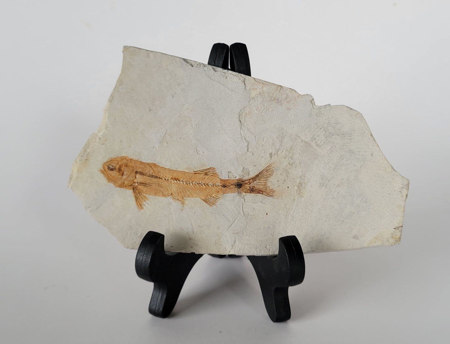 2.76" Lycoptera Davidi Fossil Fish