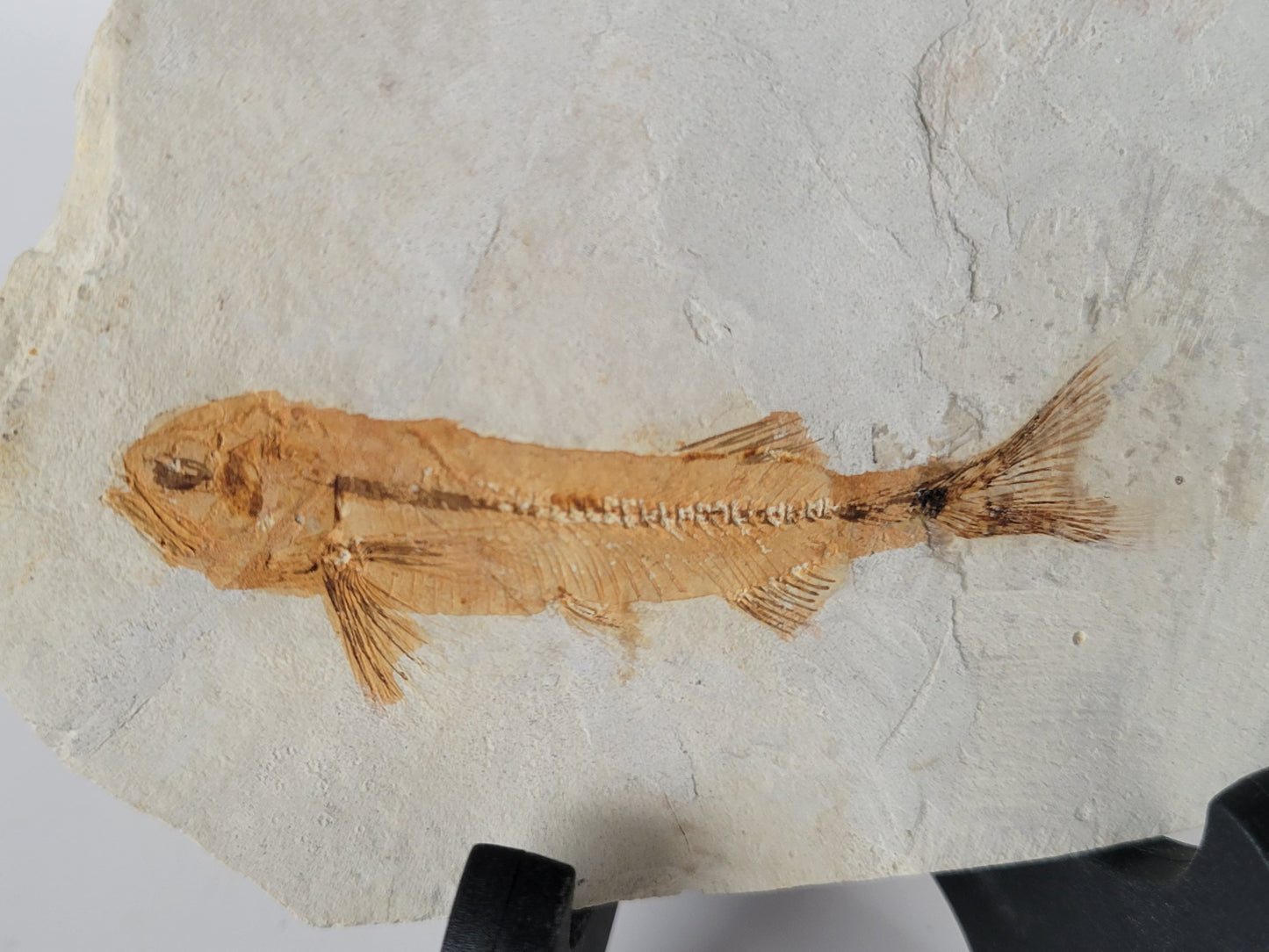 2.76" Lycoptera Davidi Fossil Fish