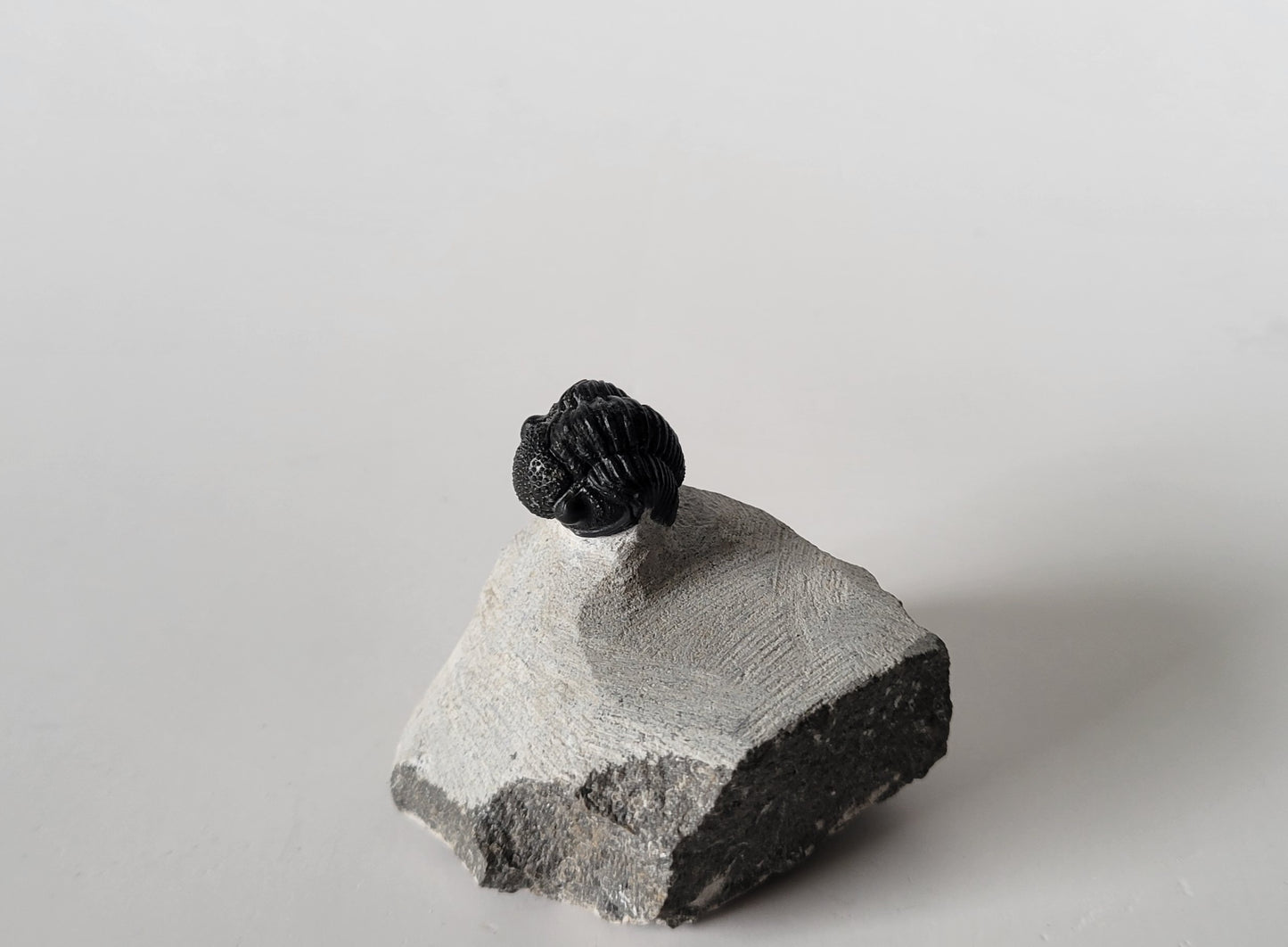 0.75" Drotops Trilobite