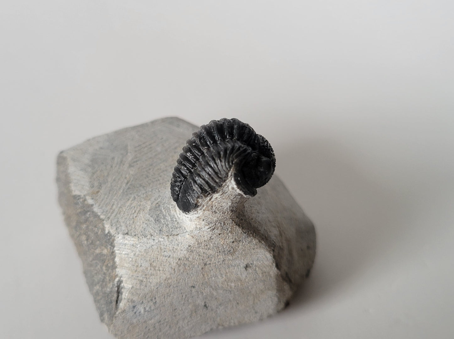 0.75" Drotops Trilobite