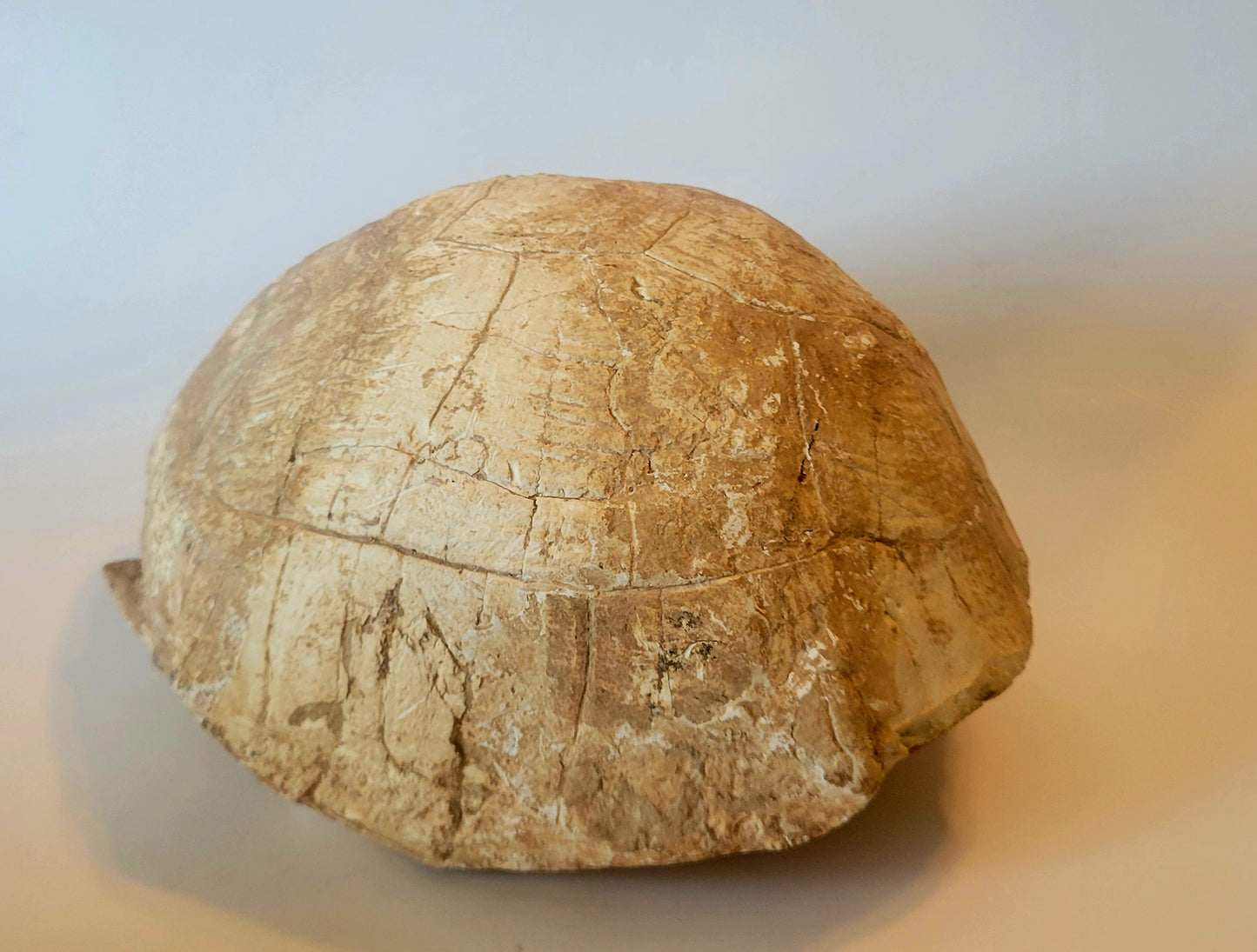9" Complete Fossil Tortoise Shell (Protestudo Hipparion)