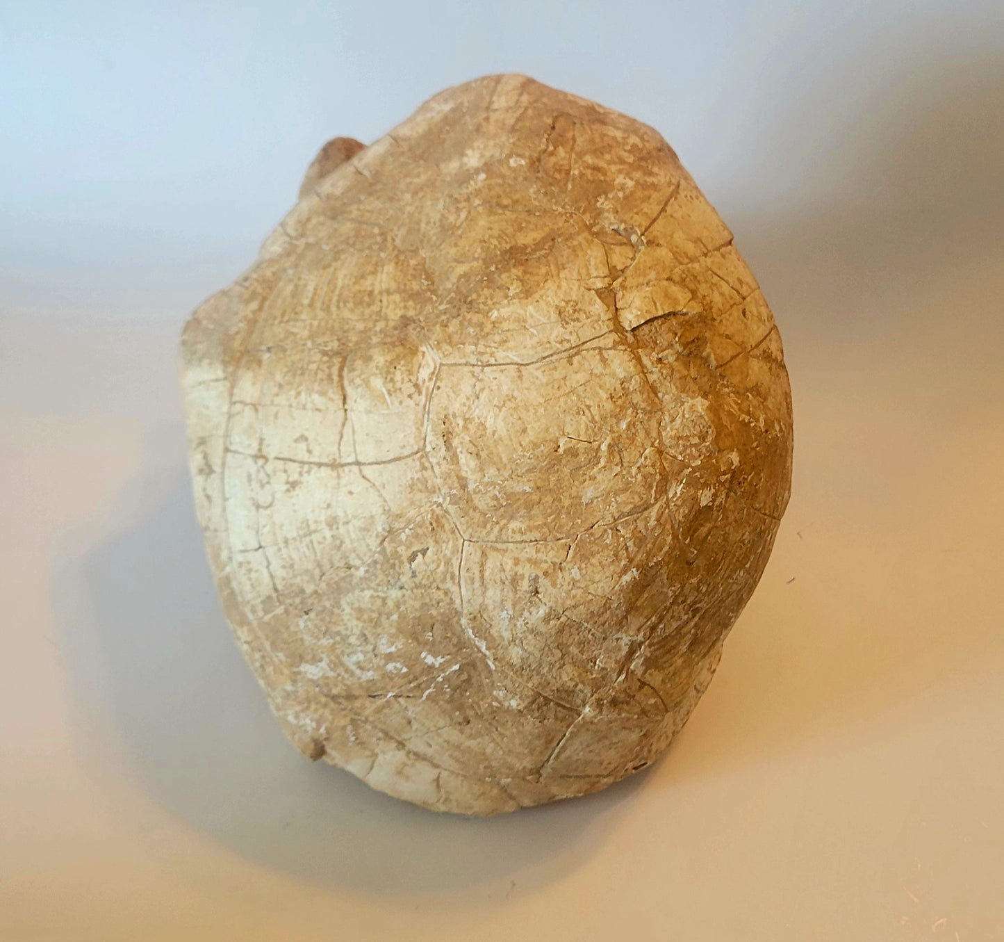 9" Complete Fossil Tortoise Shell (Protestudo Hipparion)