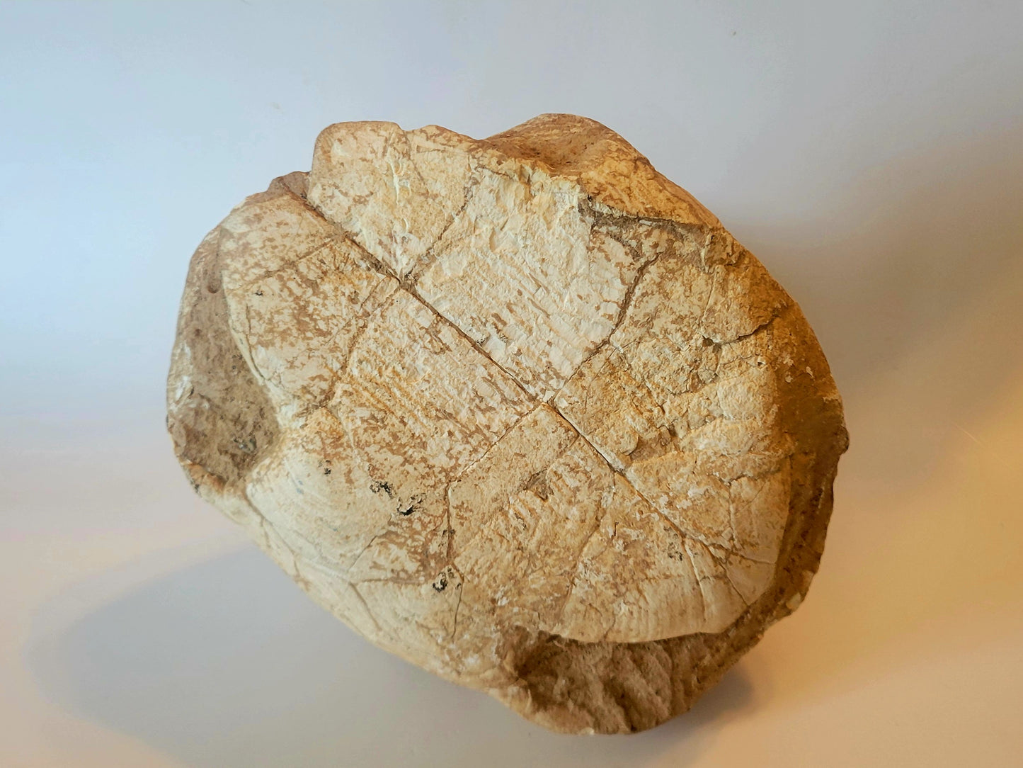 9" Complete Fossil Tortoise Shell (Protestudo Hipparion)