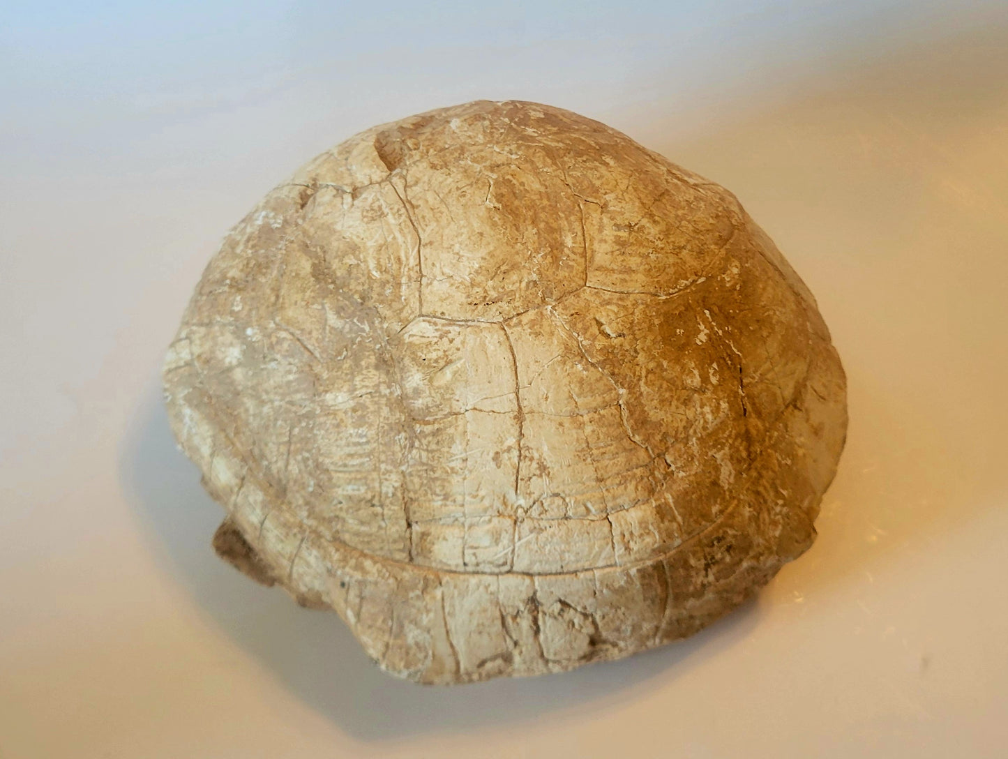9" Complete Fossil Tortoise Shell (Protestudo Hipparion)