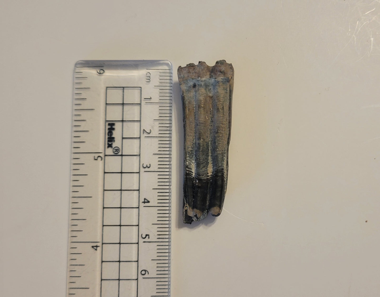 1.875" Fossi Horse Tooth (Florida)