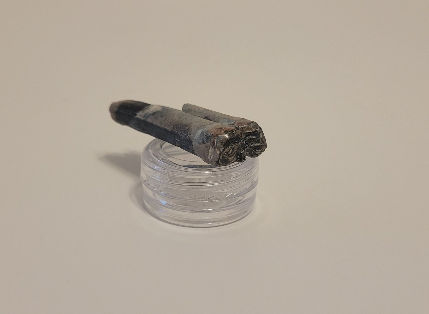 1.875" Fossi Horse Tooth (Florida)