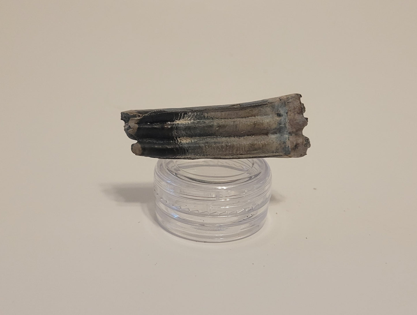 1.875" Fossi Horse Tooth (Florida)