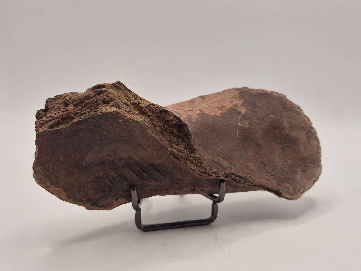 5.66" Hadrosaur Coronoid Process Bone (Judith River)