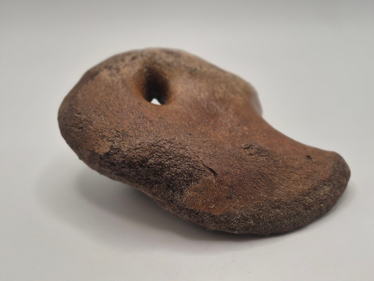 5.66 Hadrosaur Coracoid Bone (Judith River)