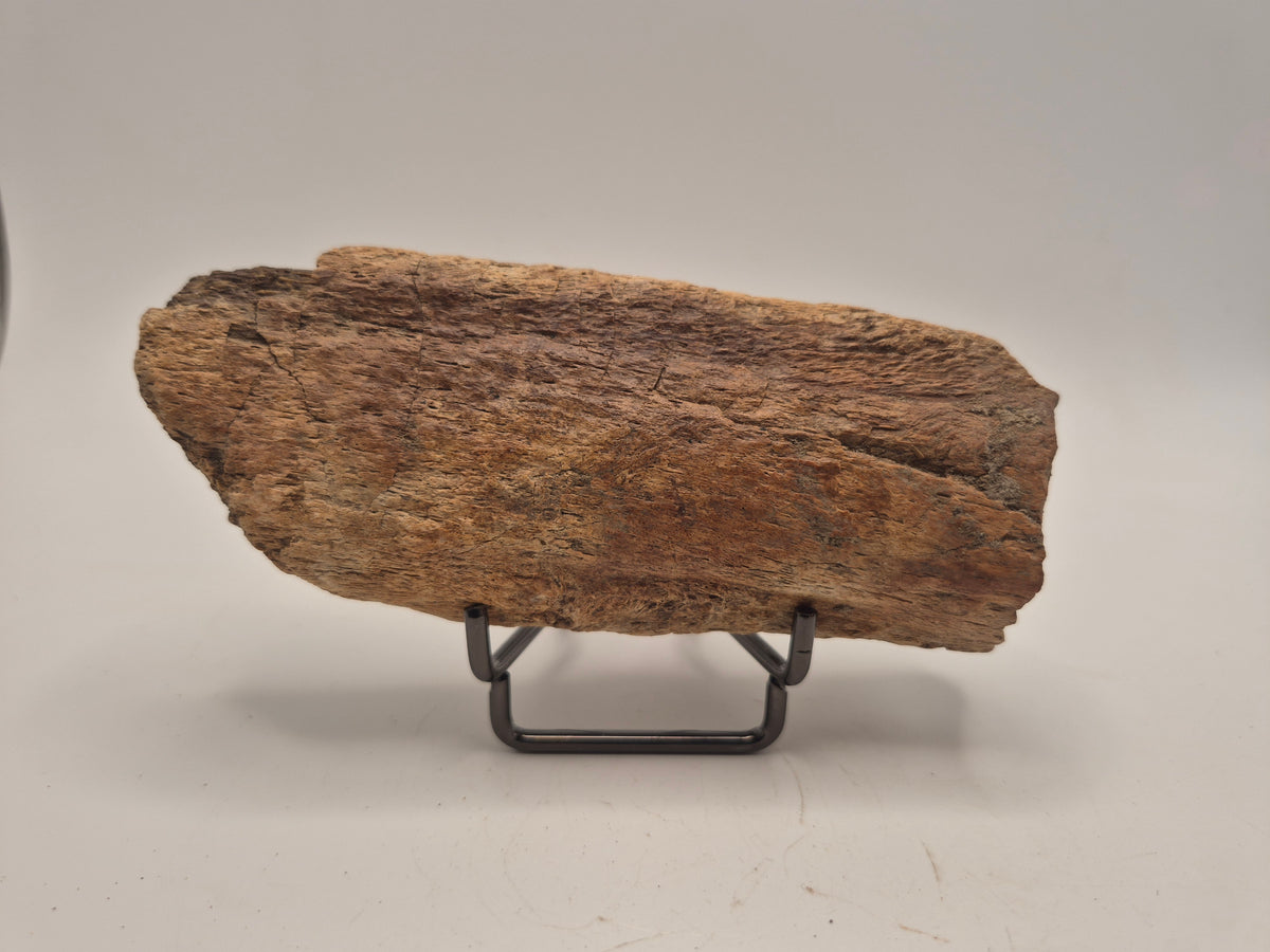 4.66" Dinosaur Rib Bone (Judith River)