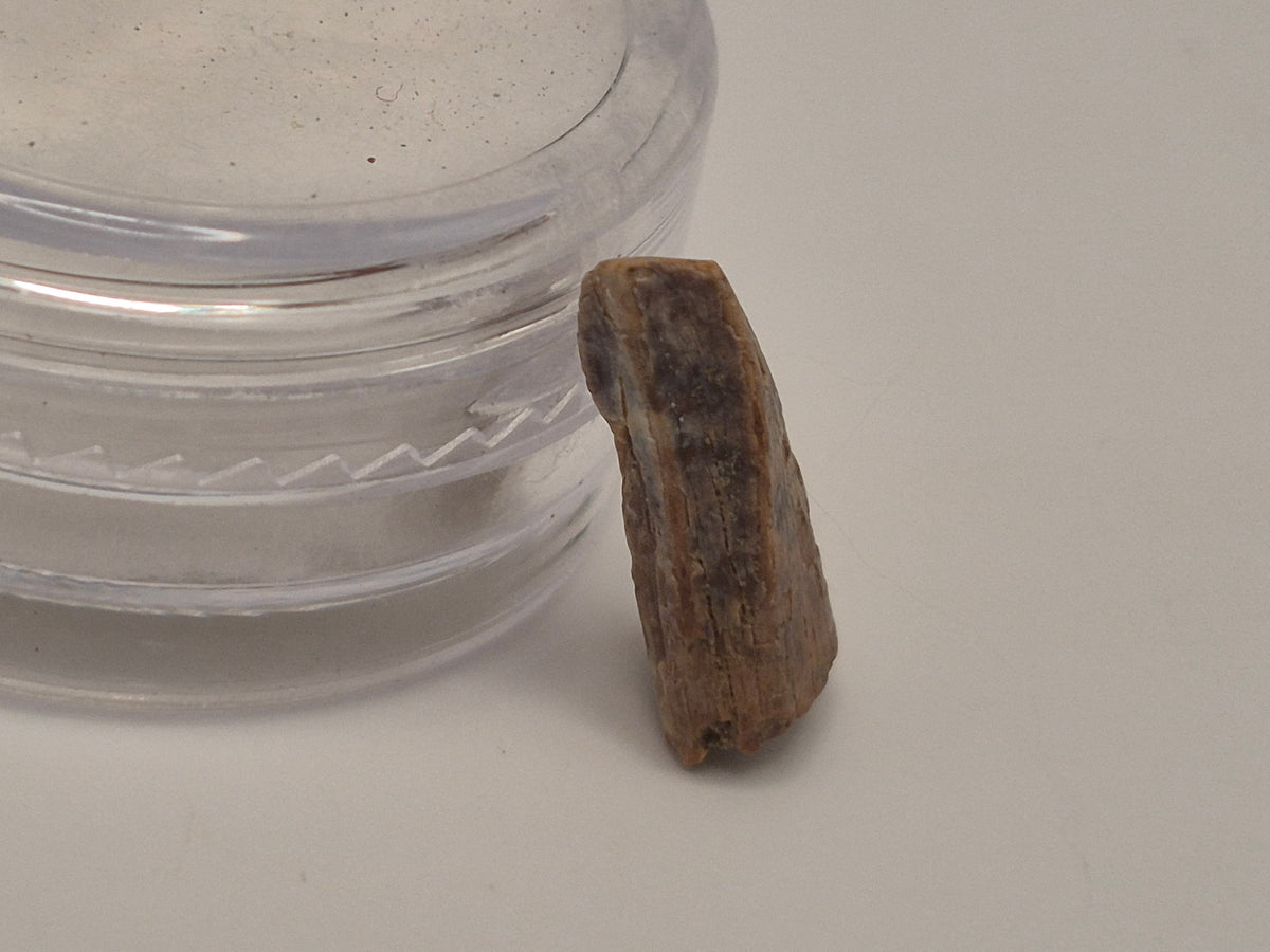 0.53" Pre-Max Tyrannosaur Tooth (Judith River)