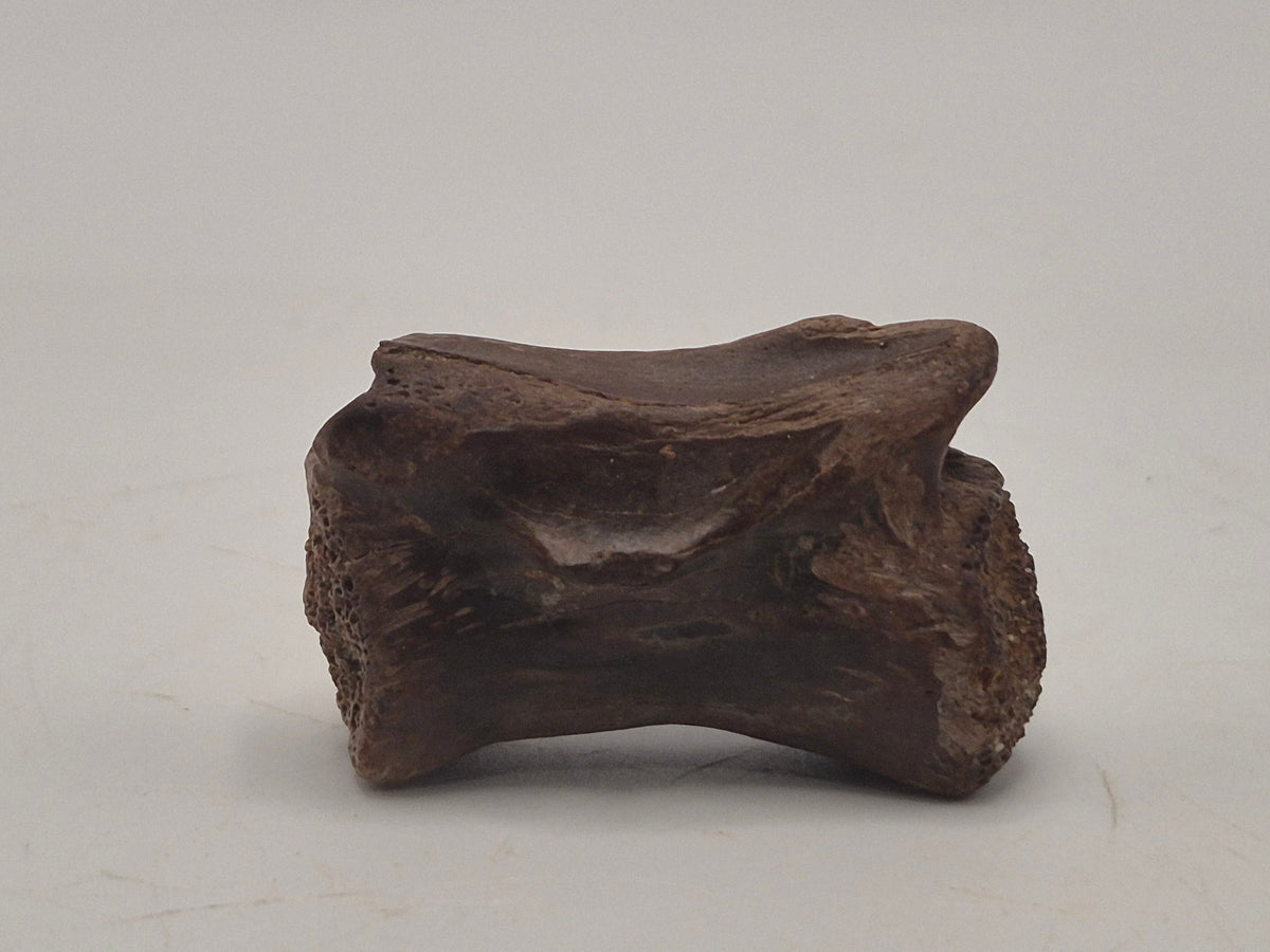 1.38" Theropod Caudal Vertebrae(Judith River)