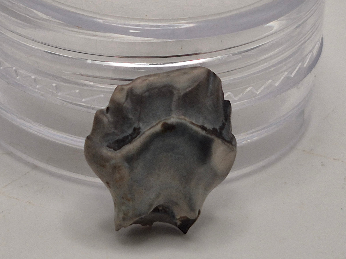 0.52" Nodosaur Tooth (Judith River)
