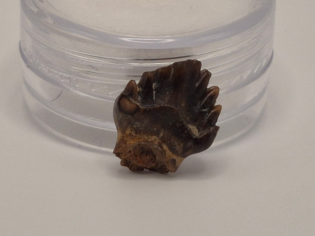 0.55" Nodosaur Tooth (Judith River)
