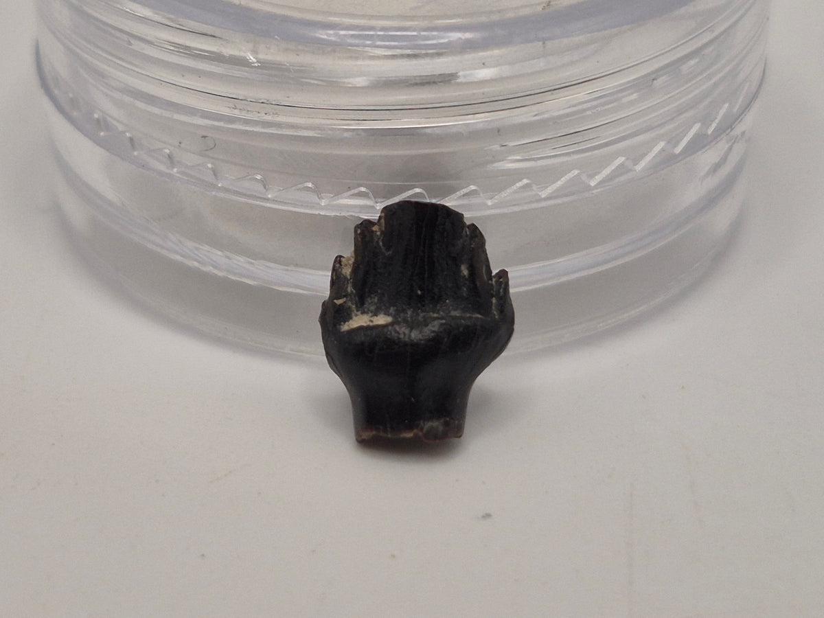 0.36" Ankylosaur Tooth (Judith River)