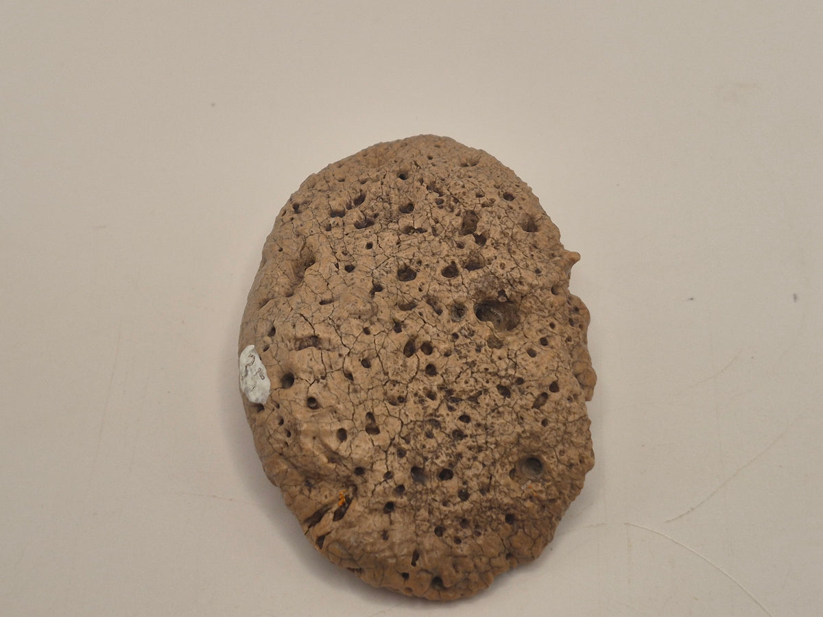 2.13" Ankylosaurus Scute(Judith River)