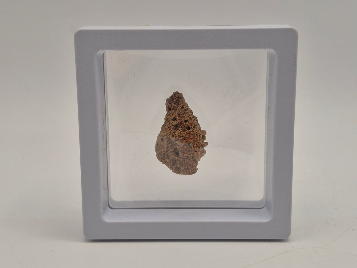 1.15" Ankylosaurus Ossicle (Judith River)