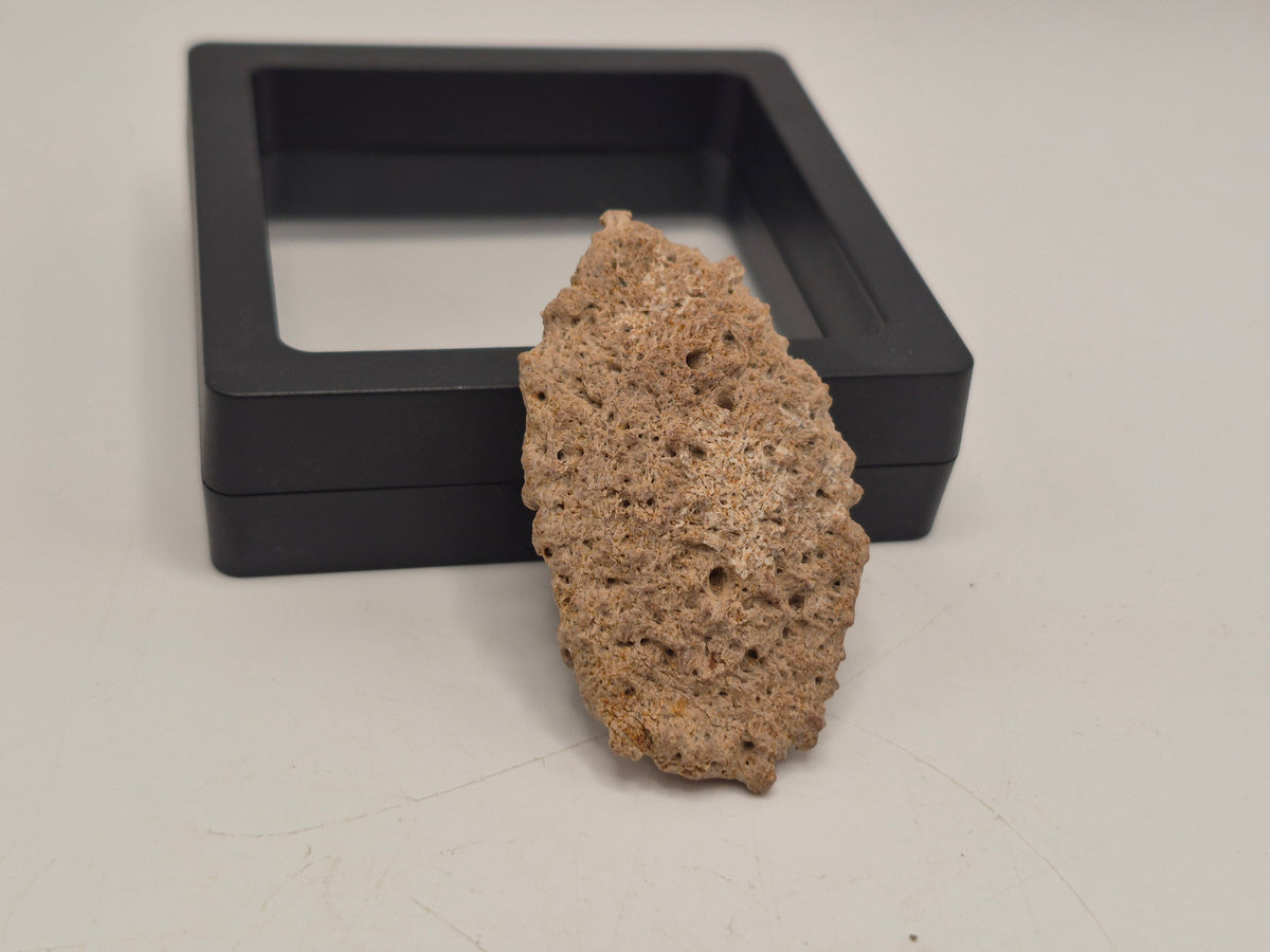 2.03" Ankylosaurus Ossicle(Judith River)