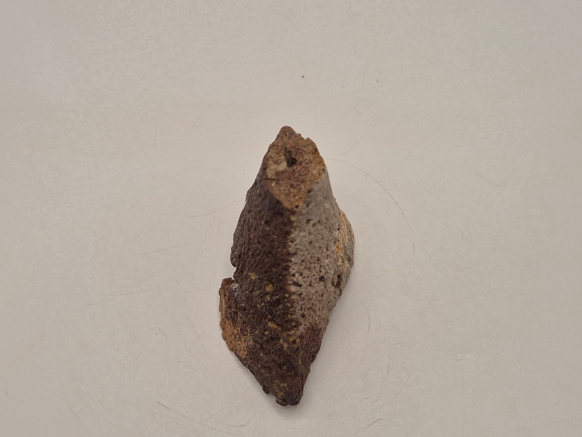 2.89" Ankylosaurus Spike (Judith River)