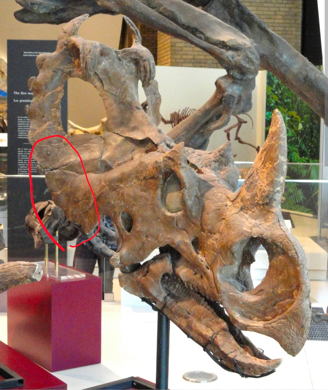 8.5" Centrosaurus Frill section(Judith River)