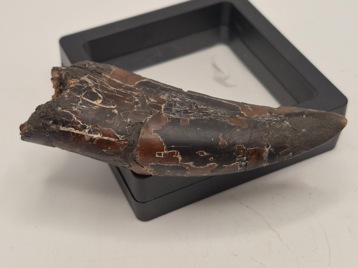 3.37" Tyrannosaur Tooth (Judith River)