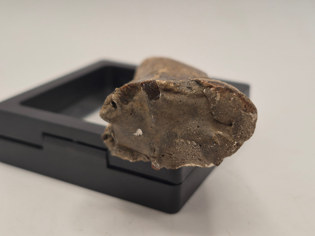 3.31" Tyrannosaur Tooth (Judith River)