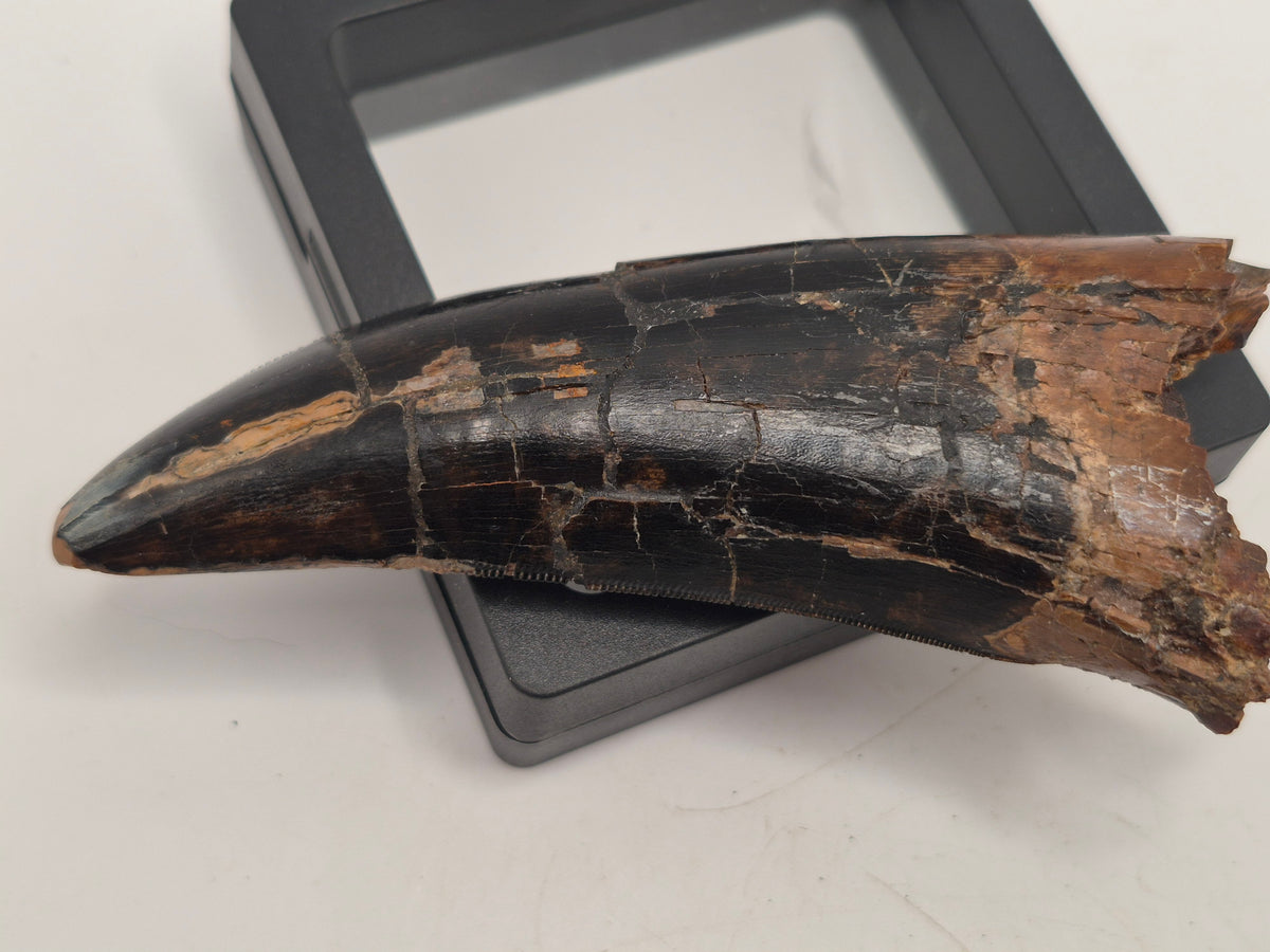 3.74" Massive Tyrannosaur Tooth (Judith River)