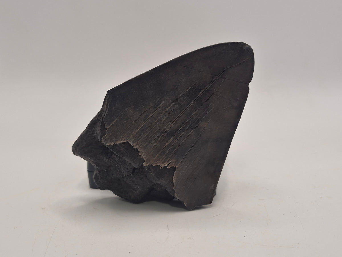 3.88" Megalodon Tooth (Georgia)