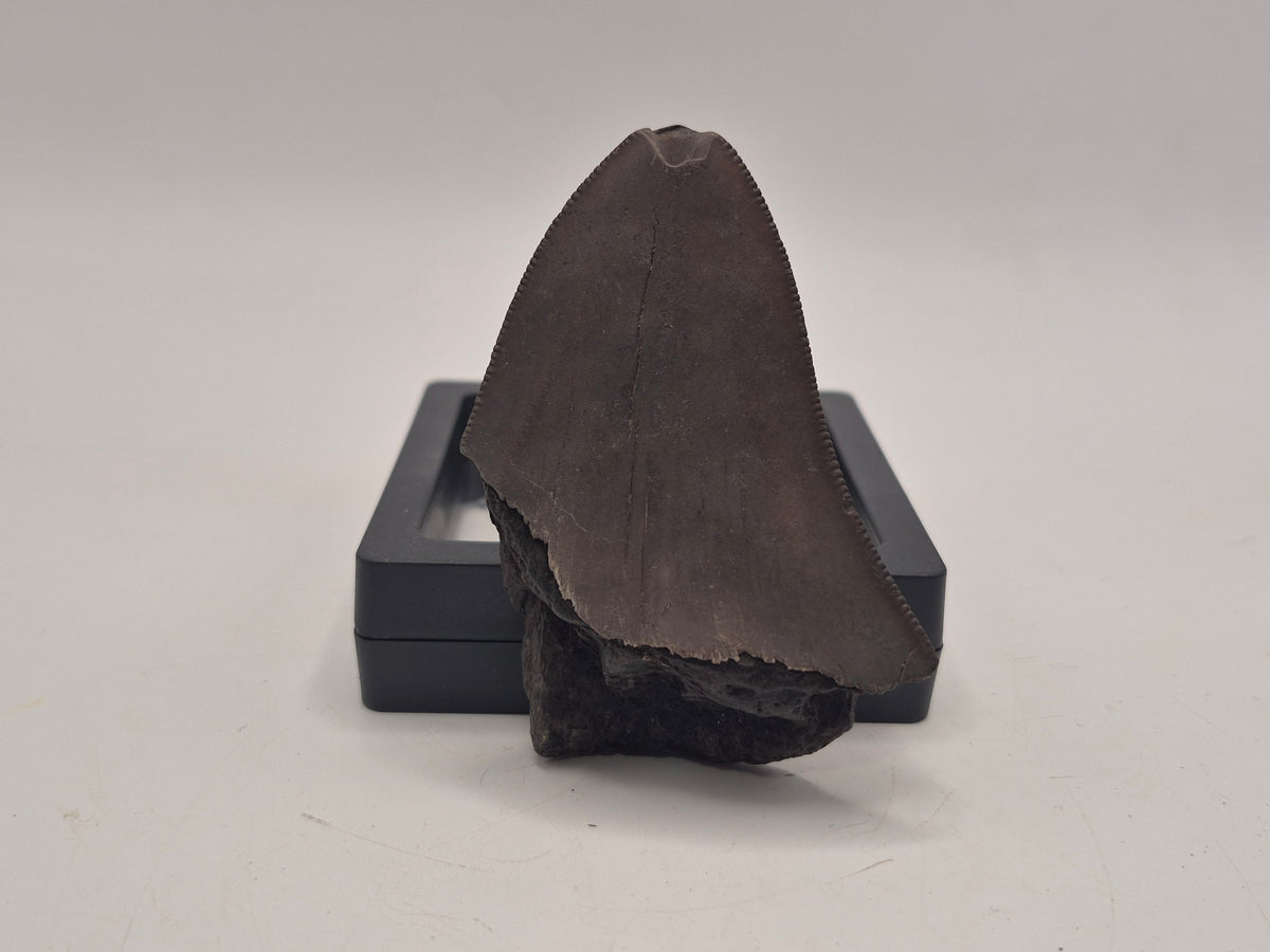 2.78" Megalodon Tooth(Georgia)