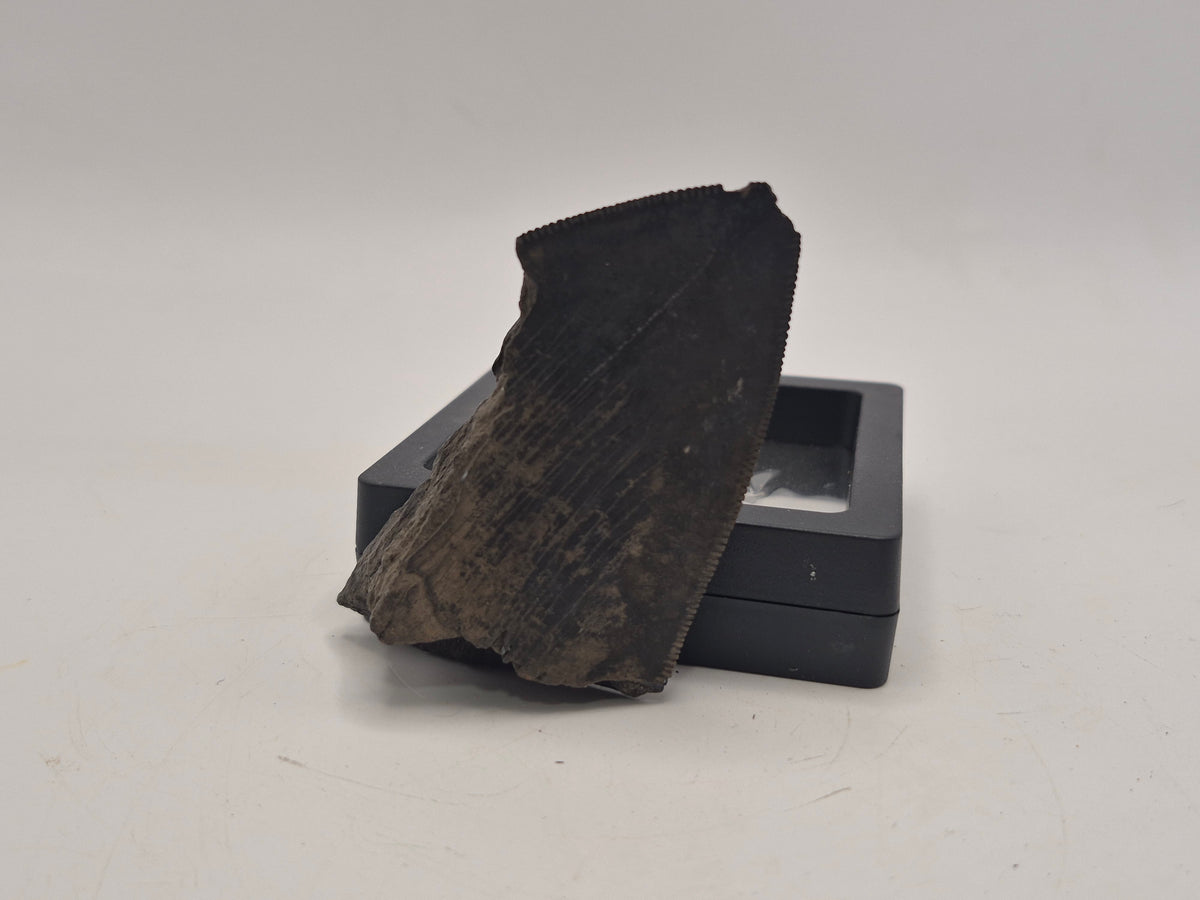2.99" Megalodon Tooth(Georgia)
