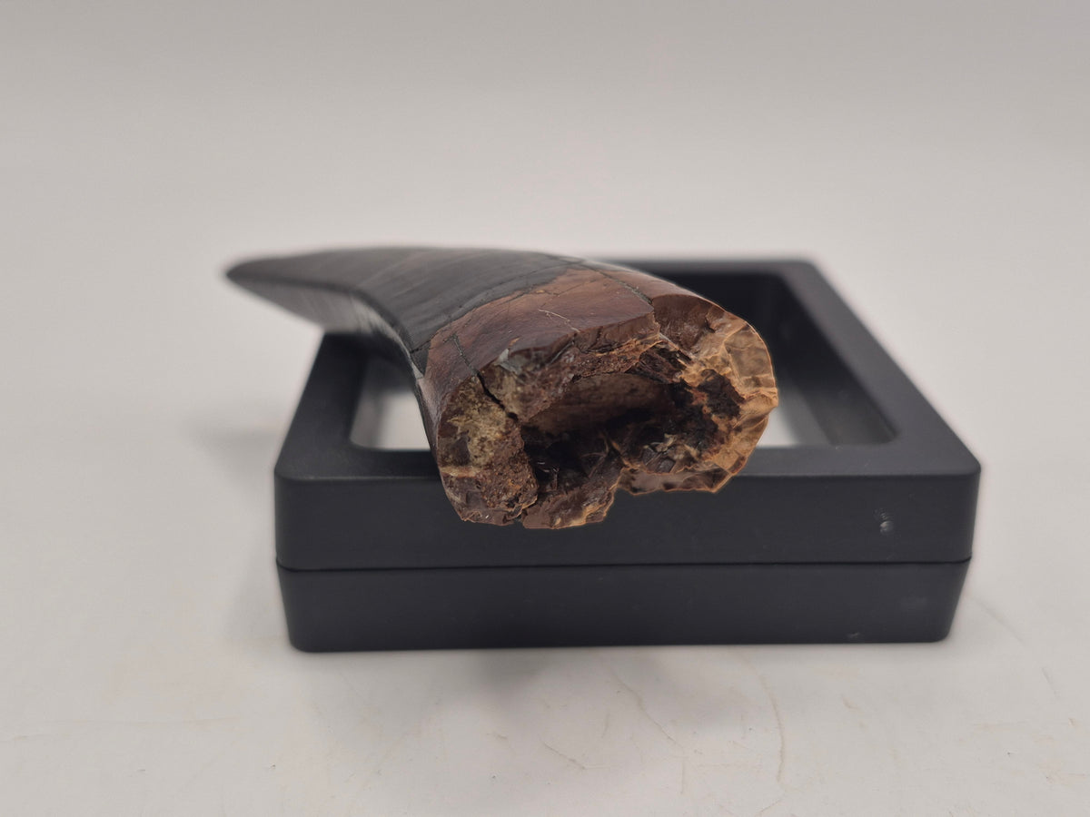 3.2" Tyrannosaur Tooth