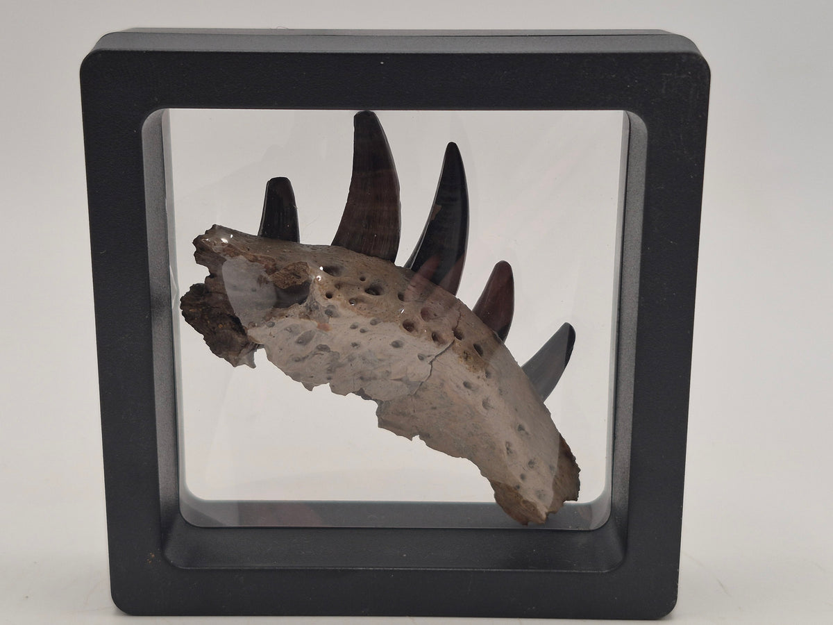 2.3" Crocodile Jaw(Judith River)