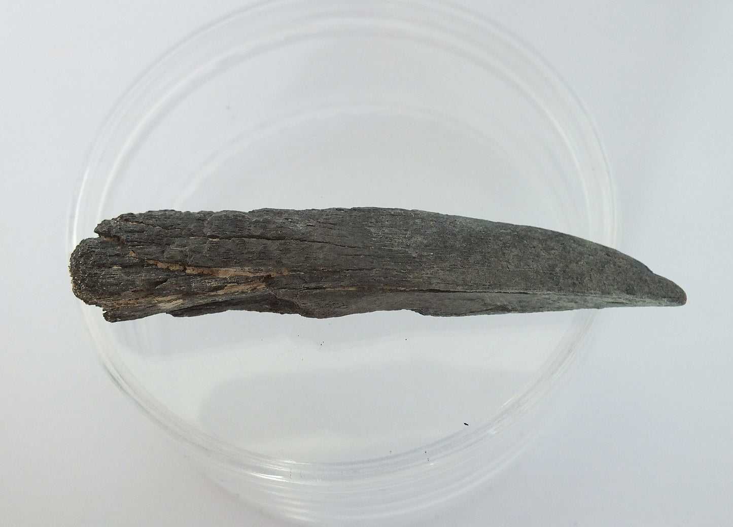 2.75" Sawfish Tooth Fossil