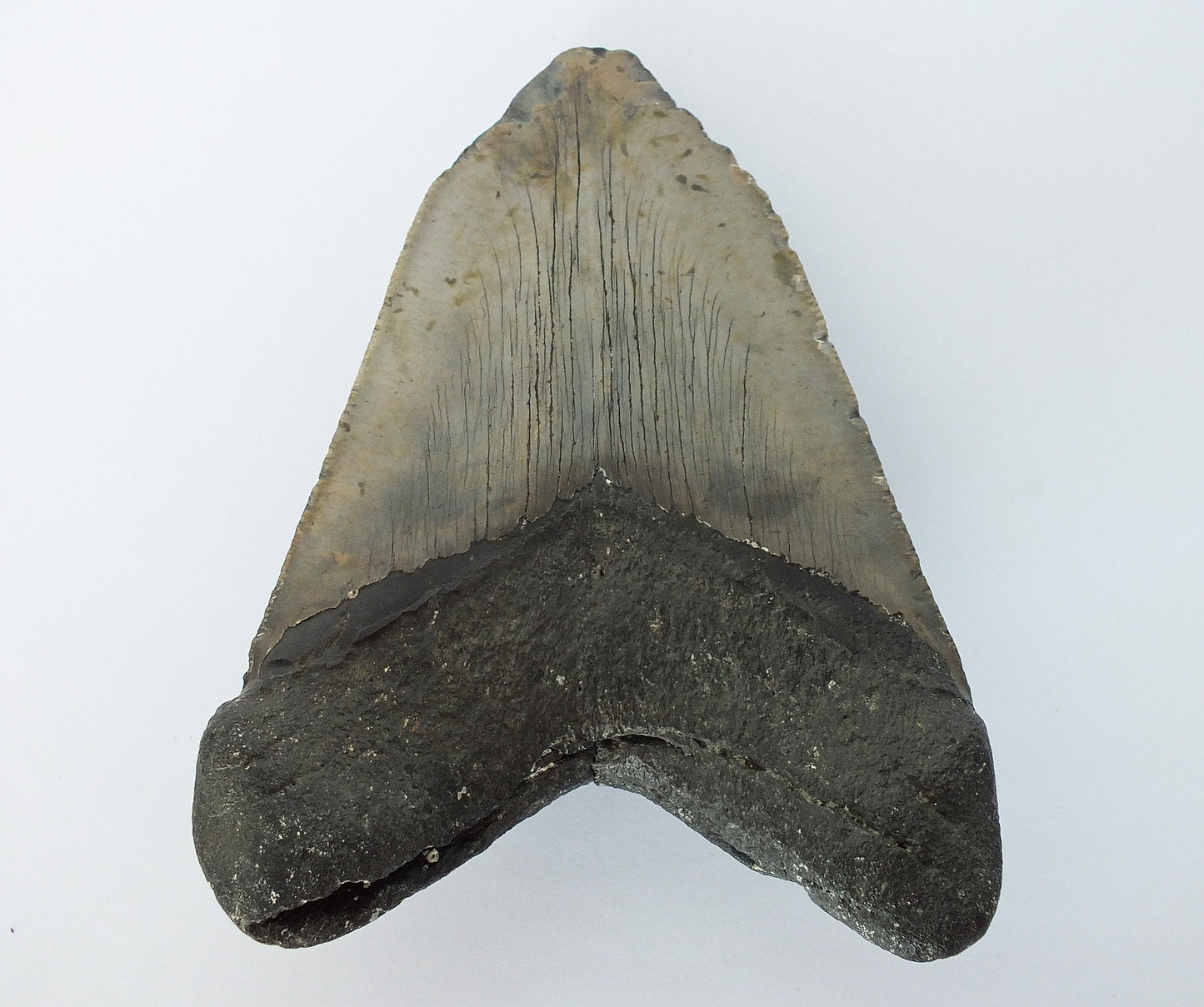 5.66" Megalodon Tooth