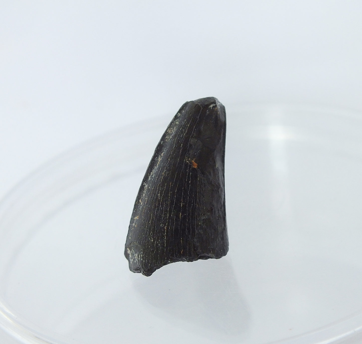 1.0" Alligator Tooth Fossil