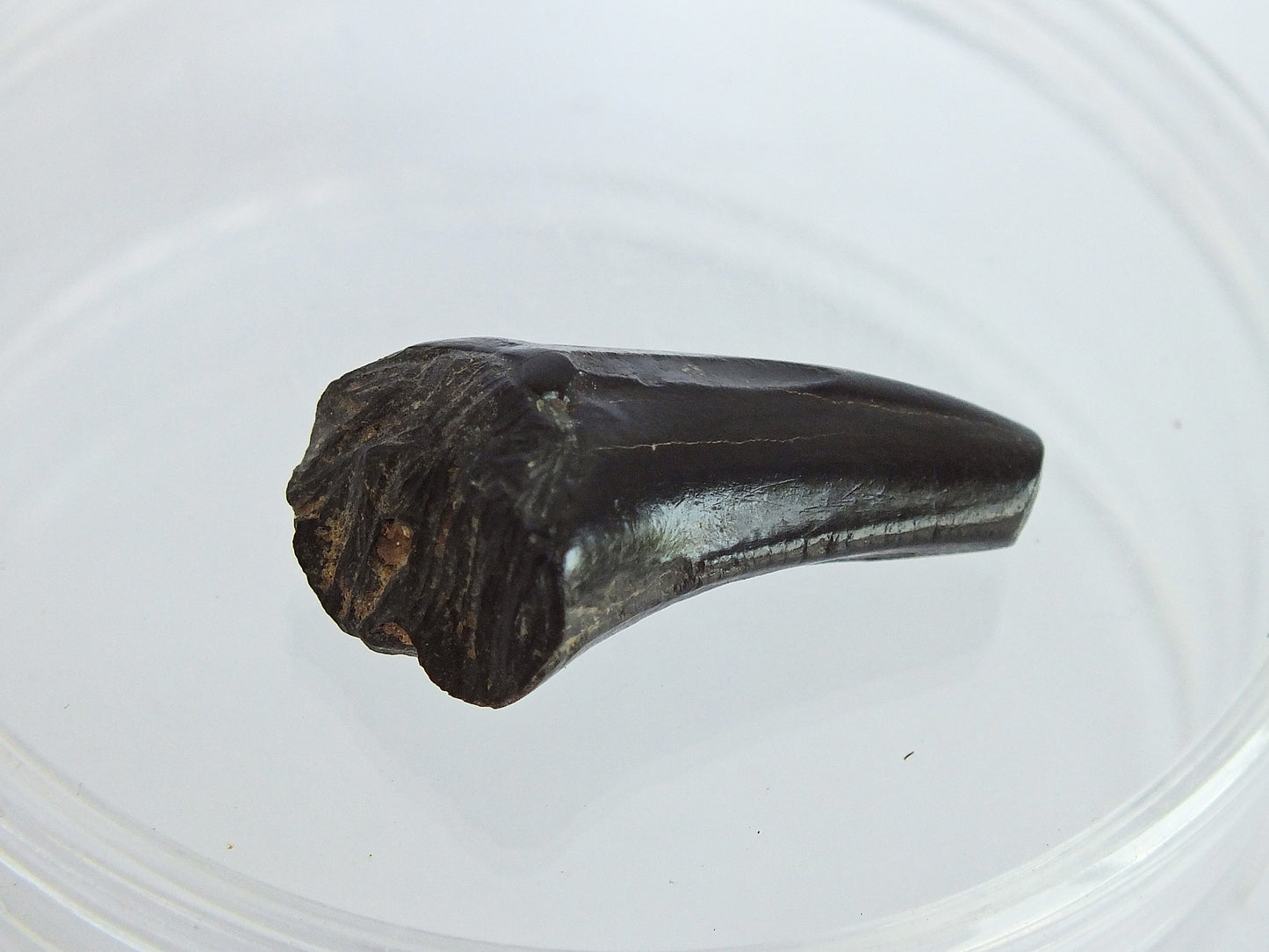 1.25" Crocodile Tooth Fossil