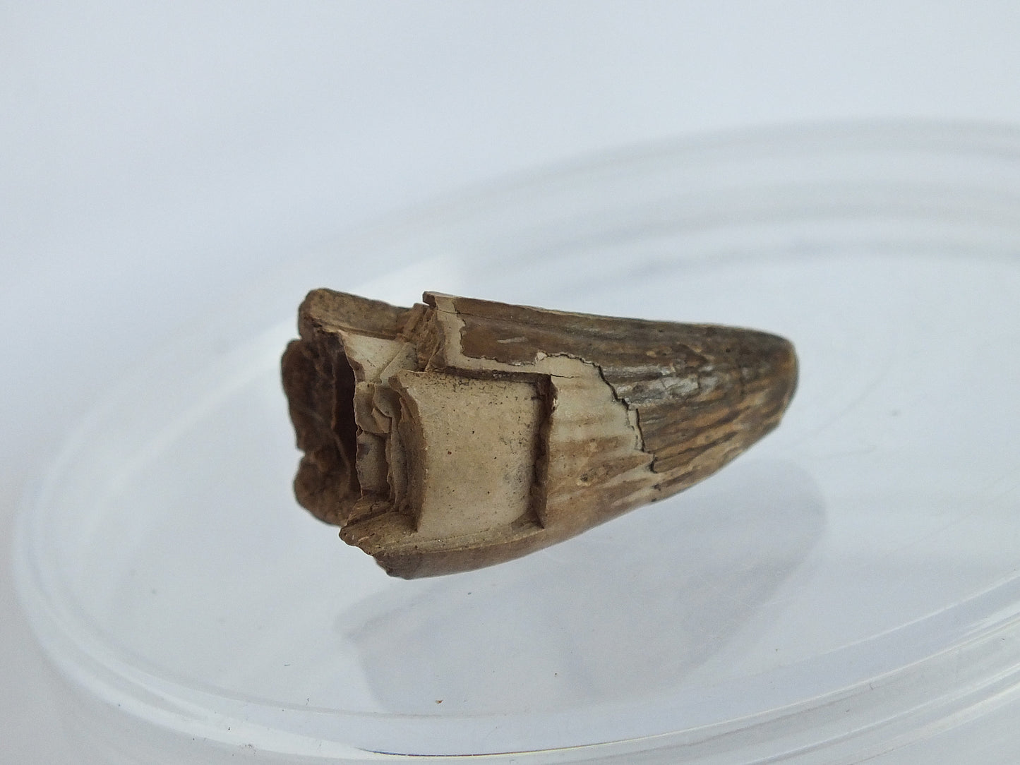 0.9" Crocodile Tooth Fossil