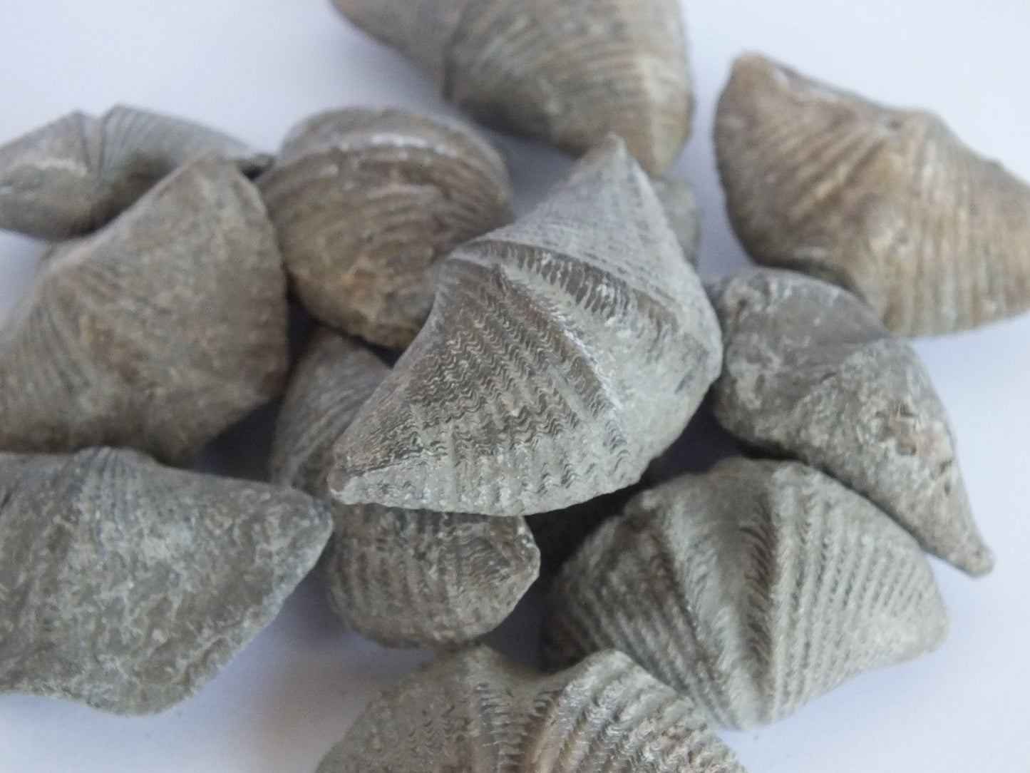 Brachiopod Fossil