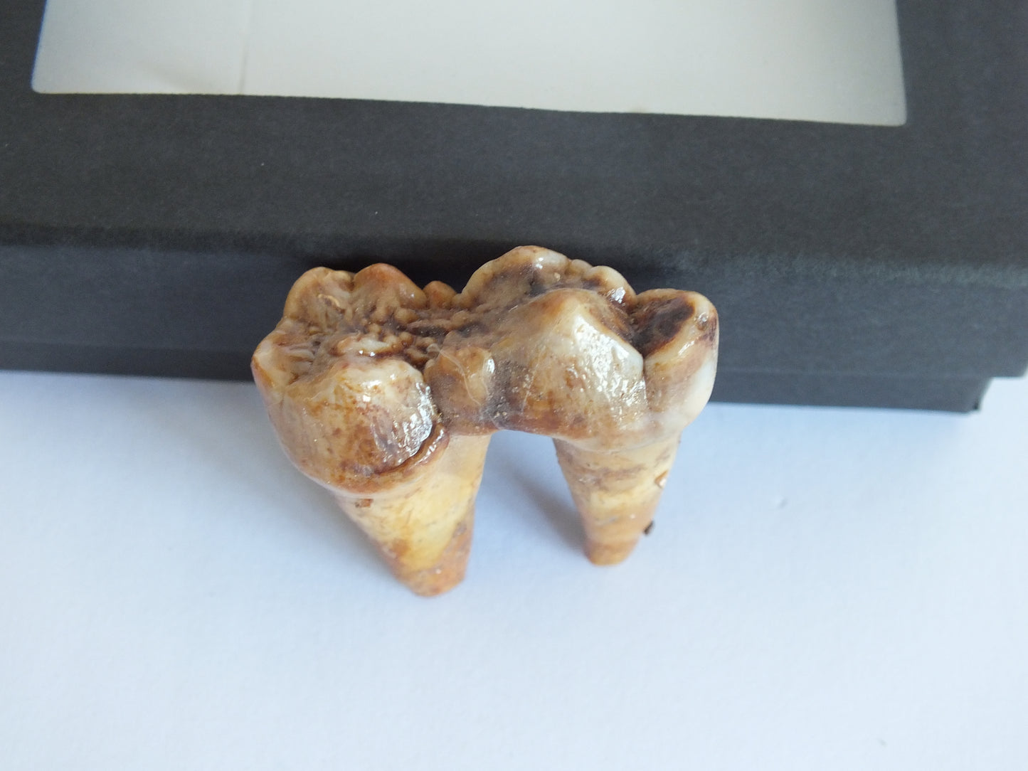1.5" Cave Bear Molar