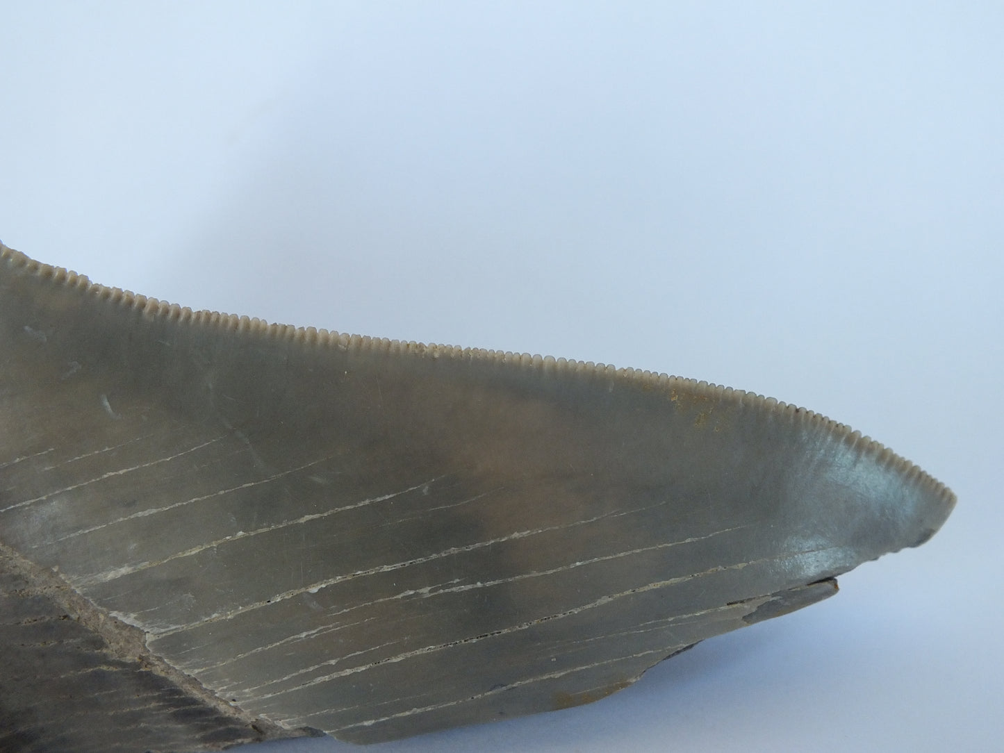 4.8" Partial Megalodon Tooth