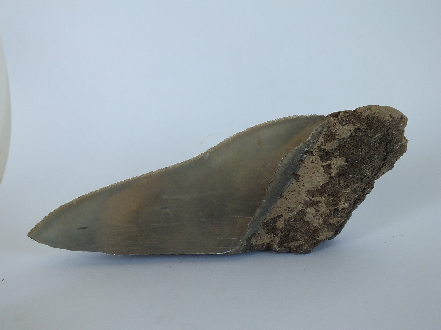 4.8" Partial Megalodon Tooth