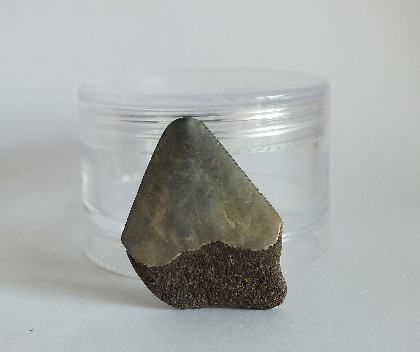 1.25" Megalodon Tooth