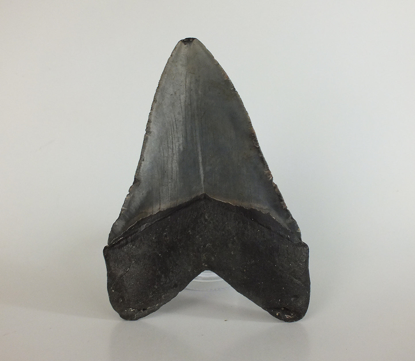 5.11" Megalodon Tooth