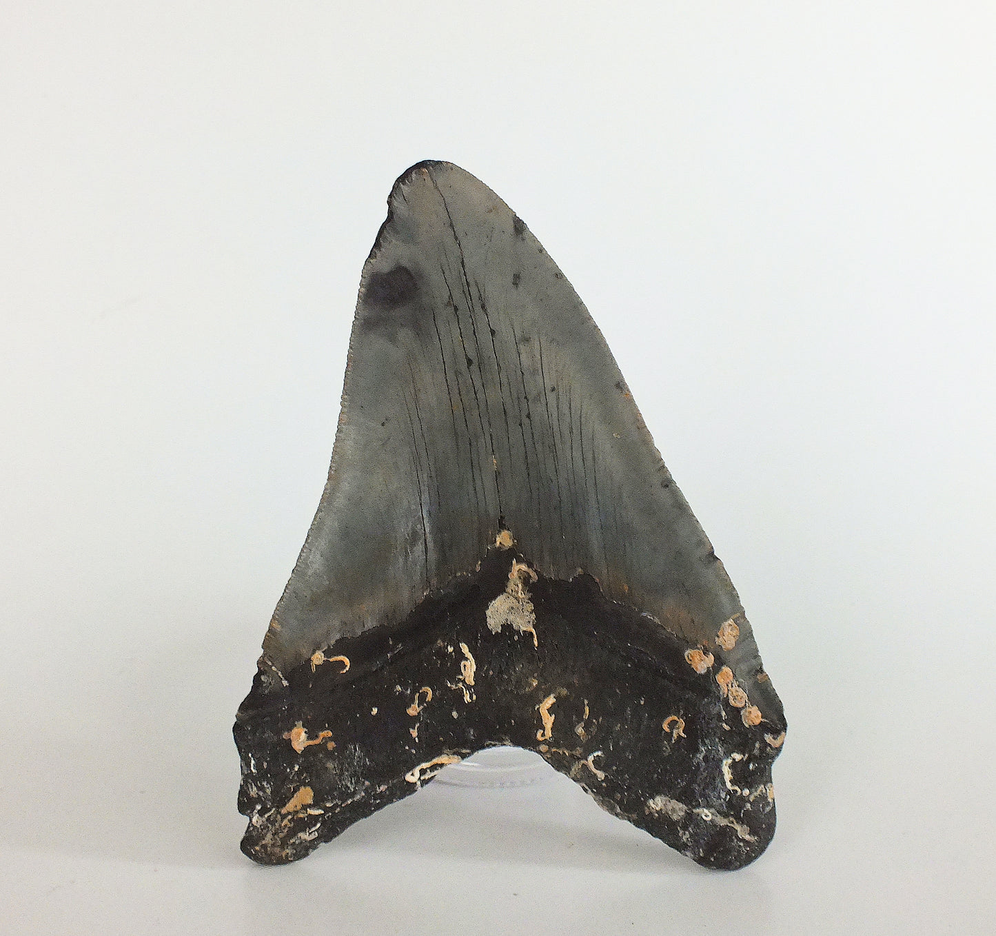 5.12" Megalodon Tooth