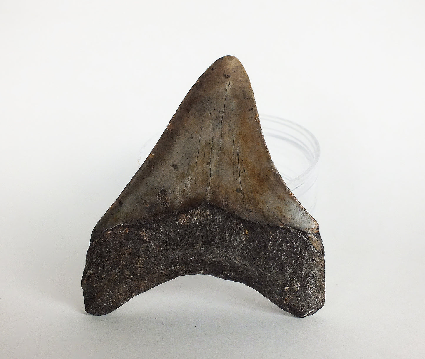 3.49" Megalodon Tooth