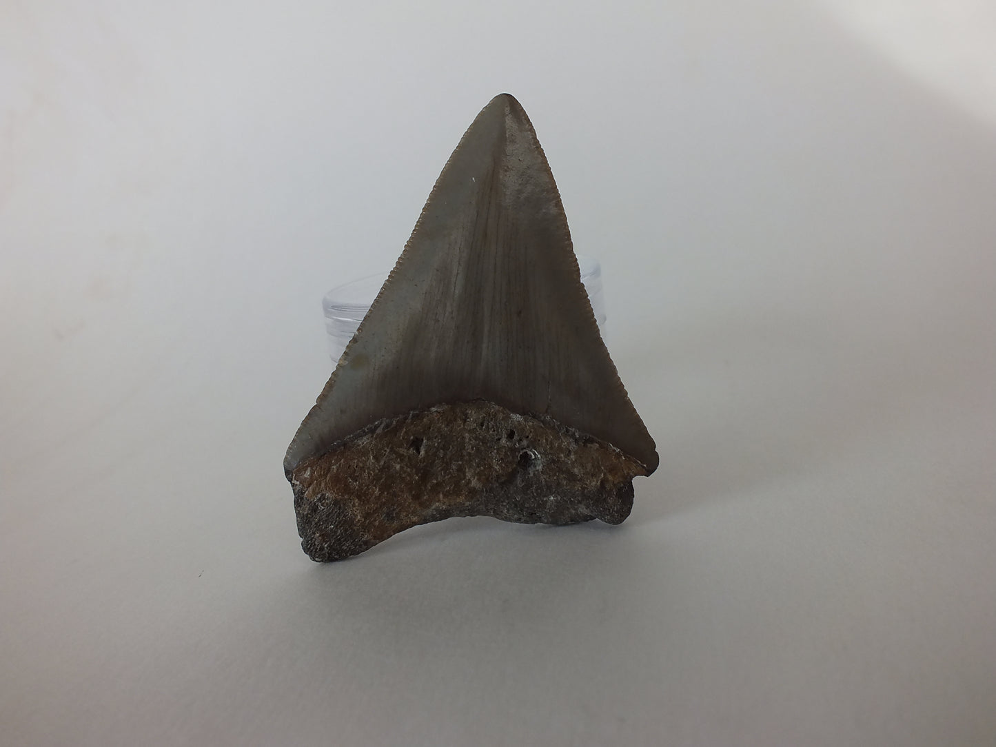2.87" Megalodon Tooth