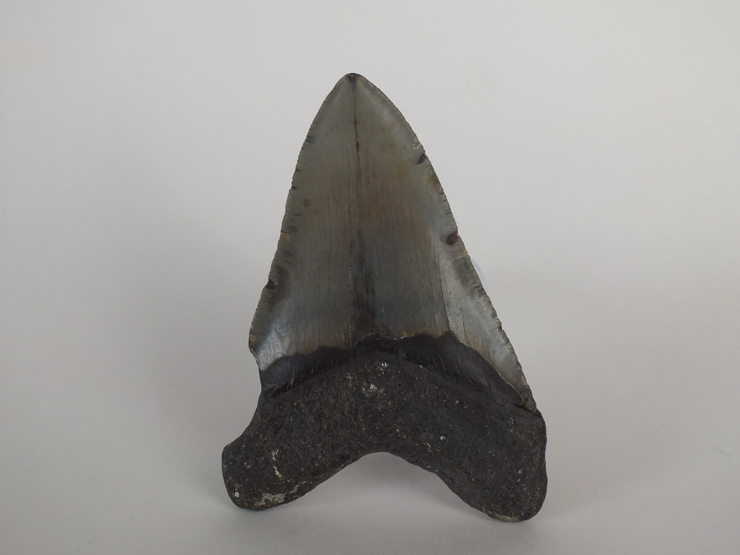 4" Megalodon tooth