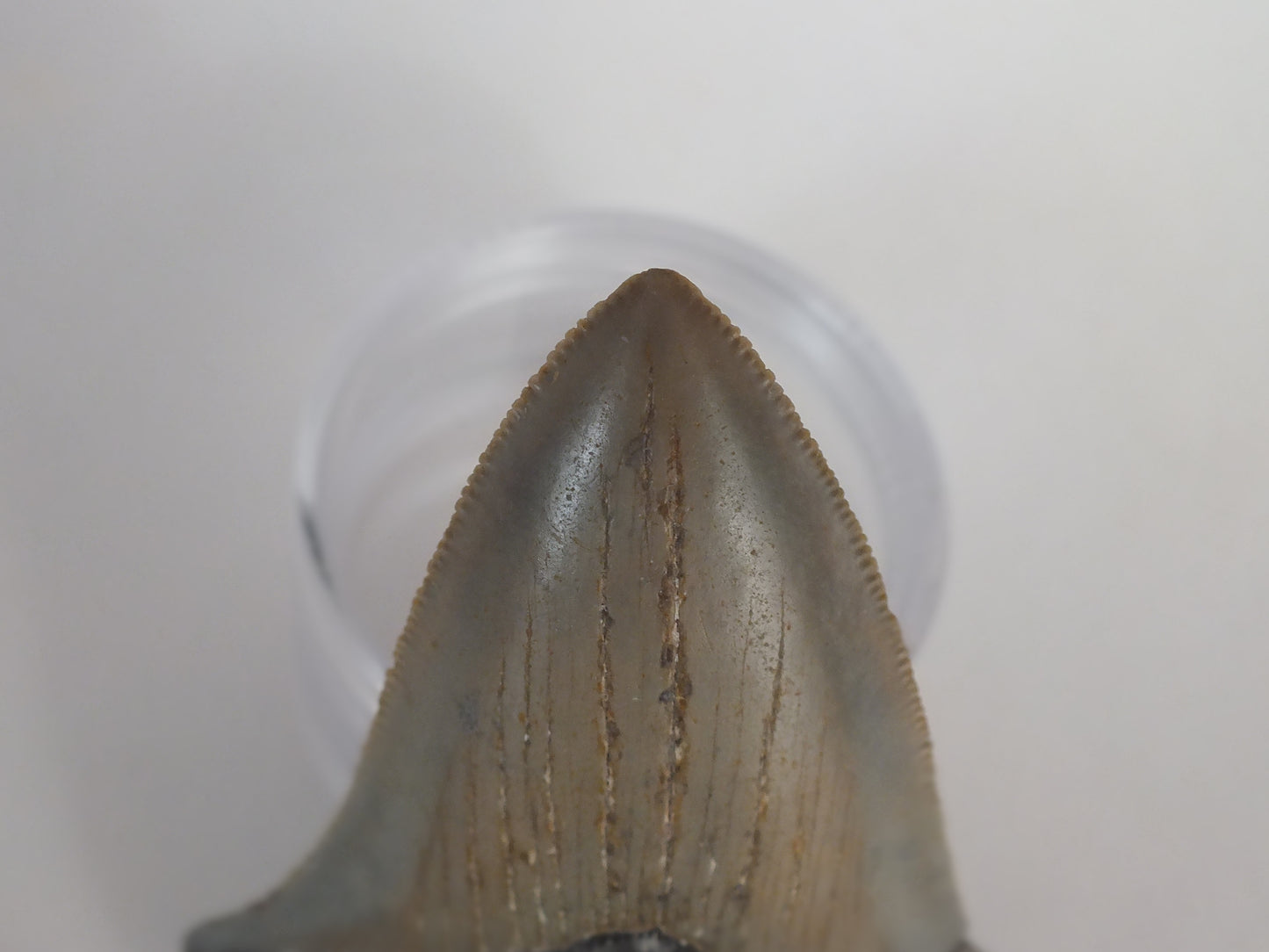 3.25" Megalodon Tooth