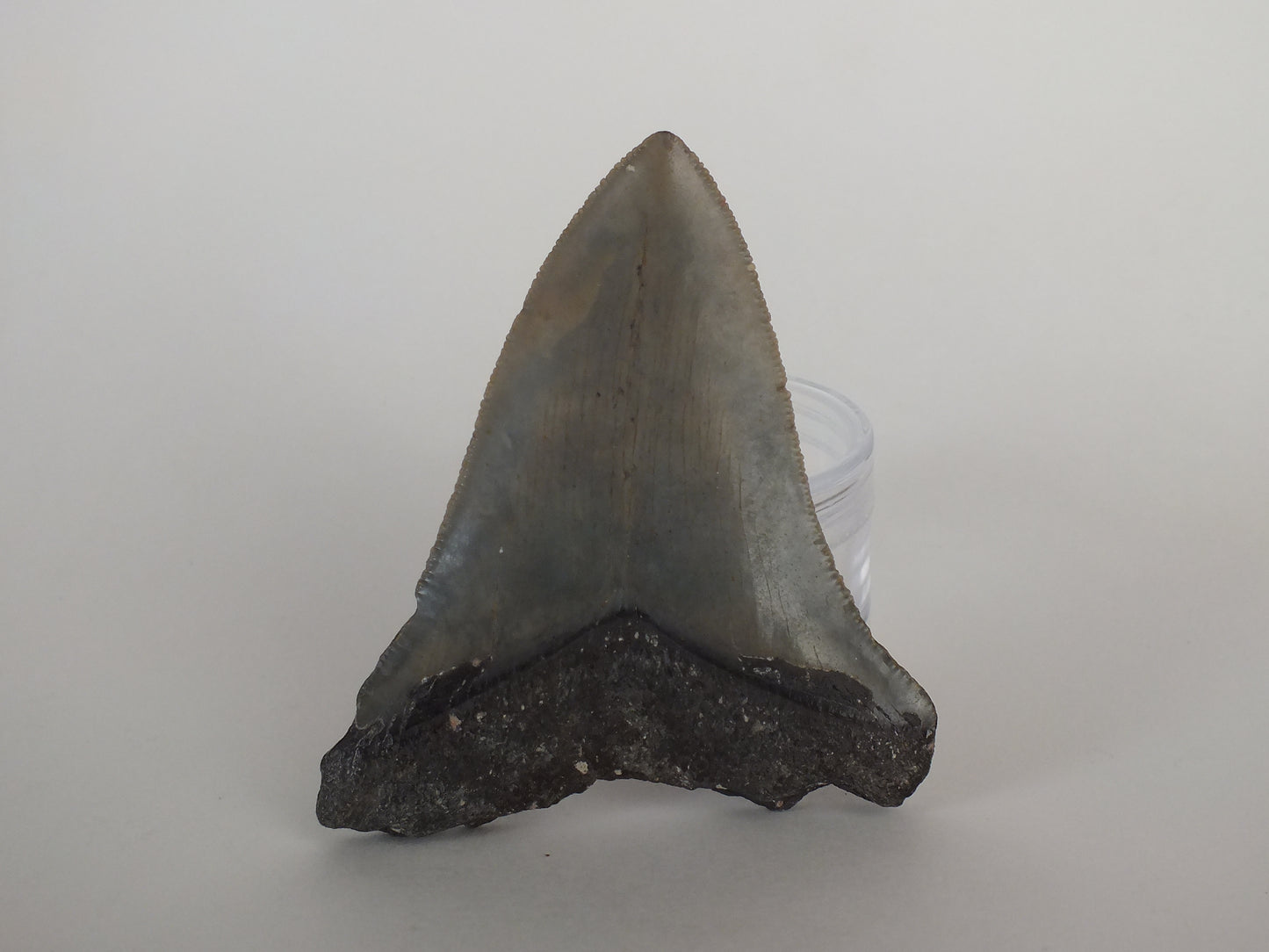 3.25" Megalodon Tooth
